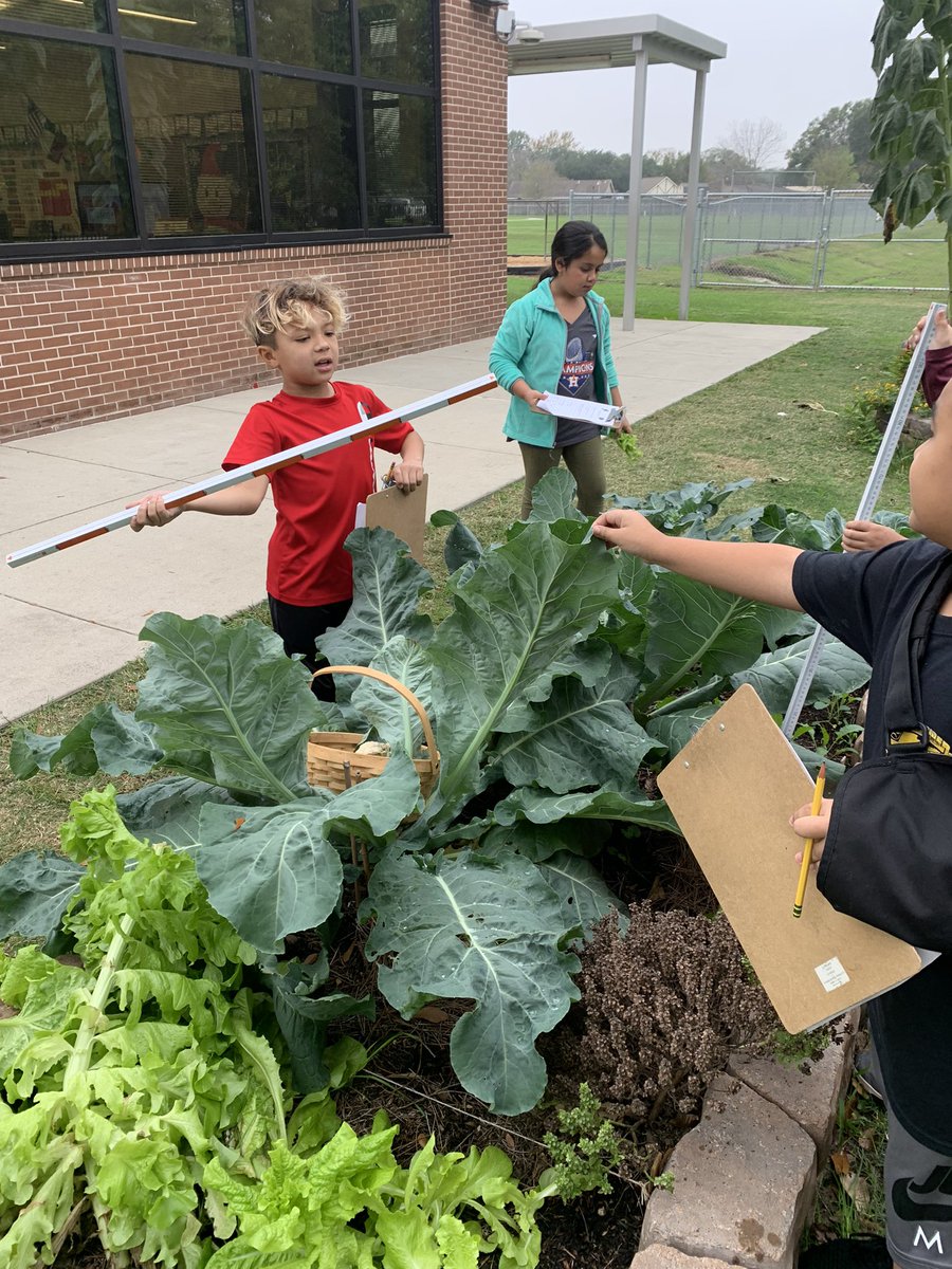 What is the perimeter of your rectangular vegetable bed?? These 3rd grade mathematicians figured it out!! @readygrowgarden @AdamElementary @camccollister @Queenjksn