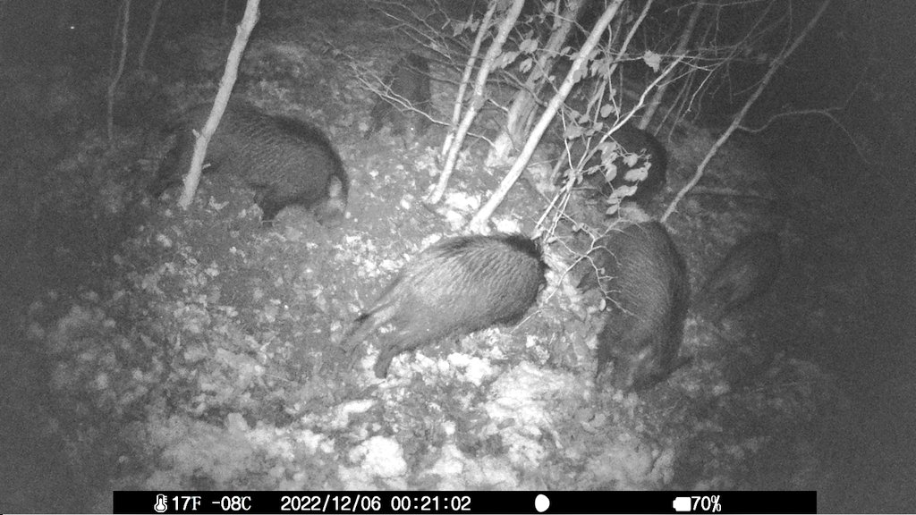 squirrelpics1's tweet photo. Wieviele 🐗 zählt ihr? #Wildkamera #trailcam #Wildschweine https://t.co/upPrGgeCRQ
