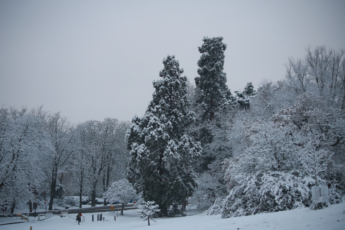 Giant Sequoia, December's Tree of the Month - two trees in Alexandra Park in today's snow. Spot the mini Monkey Puzzle at the base. #HaringeyFavouriteTrees