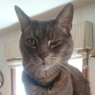 Todd 'Papi' Carlos tweet media