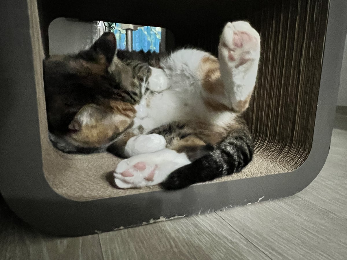 방금 태어난 고양이 손 들어보세요.

                                                    저용!
발 말고 손 들어야지요