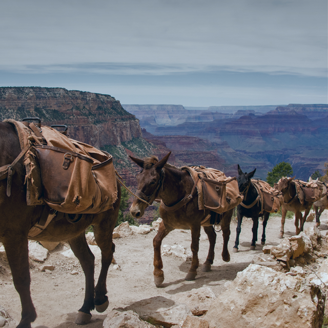 lpamanian's tweet photo. #USPS #grandcanyon #nationalparks #deliverymethod #service #Arizona #wedeliver #DeliveringForAmerica #USPSEmployee https://t.co/W35pu8xFuB