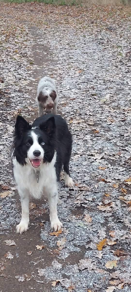 WinstonAndDuke's tweet photo. Lovely frosty morning walk. ❄️ https://t.co/5TUqc7aJvl