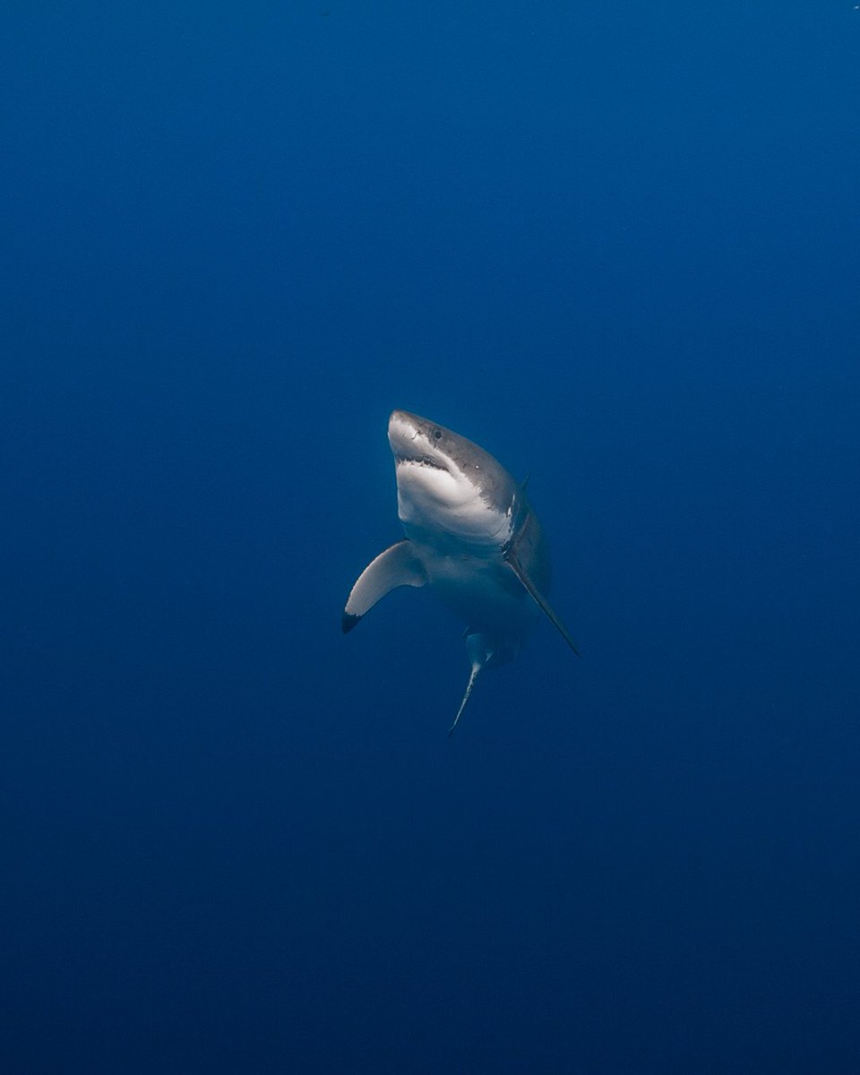 A chonky Keyser Söze heads up toward the surface.

Keyser is the 164th individual in the Guadalupe White Shark Photo Identification database. If I'm remembering correctly, he was first identified at Guadalupe in 2015.