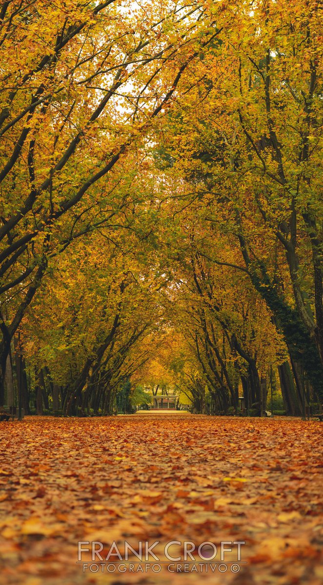 FrankCroft's tweet photo. El Parque Abelardo Sánchez estos días. 
#albacete #albaceteando https://t.co/OwZl9Y5Mqb