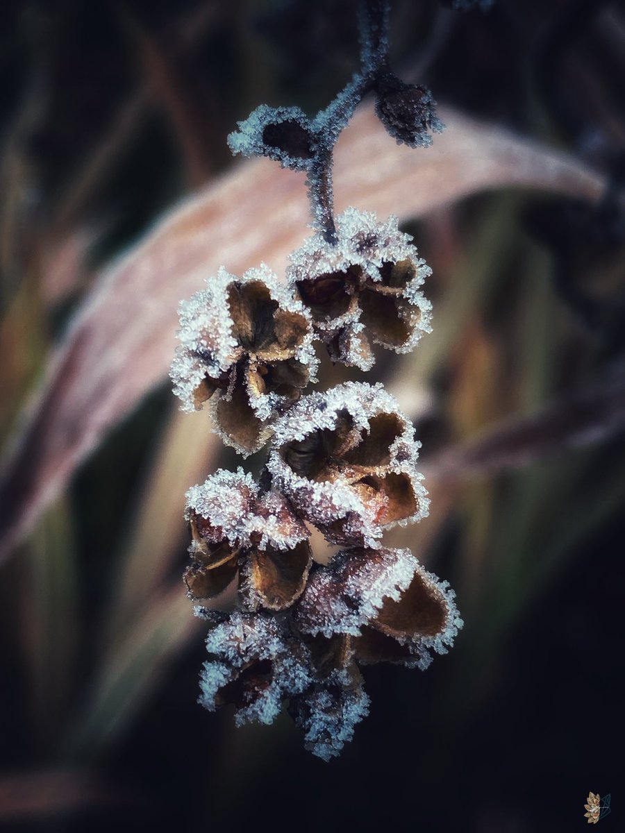 𝕃𝕠𝕠𝕜 𝕒𝕣𝕠𝕦𝕟𝕕,
𝕃𝕖𝕒𝕧𝕖𝕤 𝕒𝕣𝕖 𝕓𝕣𝕠𝕨𝕟,
𝔸𝕟𝕕 𝕥𝕙𝕖 𝕤𝕜𝕪 𝕚𝕤 𝕒 𝕙𝕒𝕫𝕪 𝕤𝕙𝕒𝕕𝕖 𝕠𝕗 𝕨𝕚𝕟𝕥𝕖𝕣

#frost #frostymorning #Macro #MacroMonday #TwitterNatureCommunity #TwitterNaturePhotography #nature #photo #photooftheday #photography #beautiful #winter