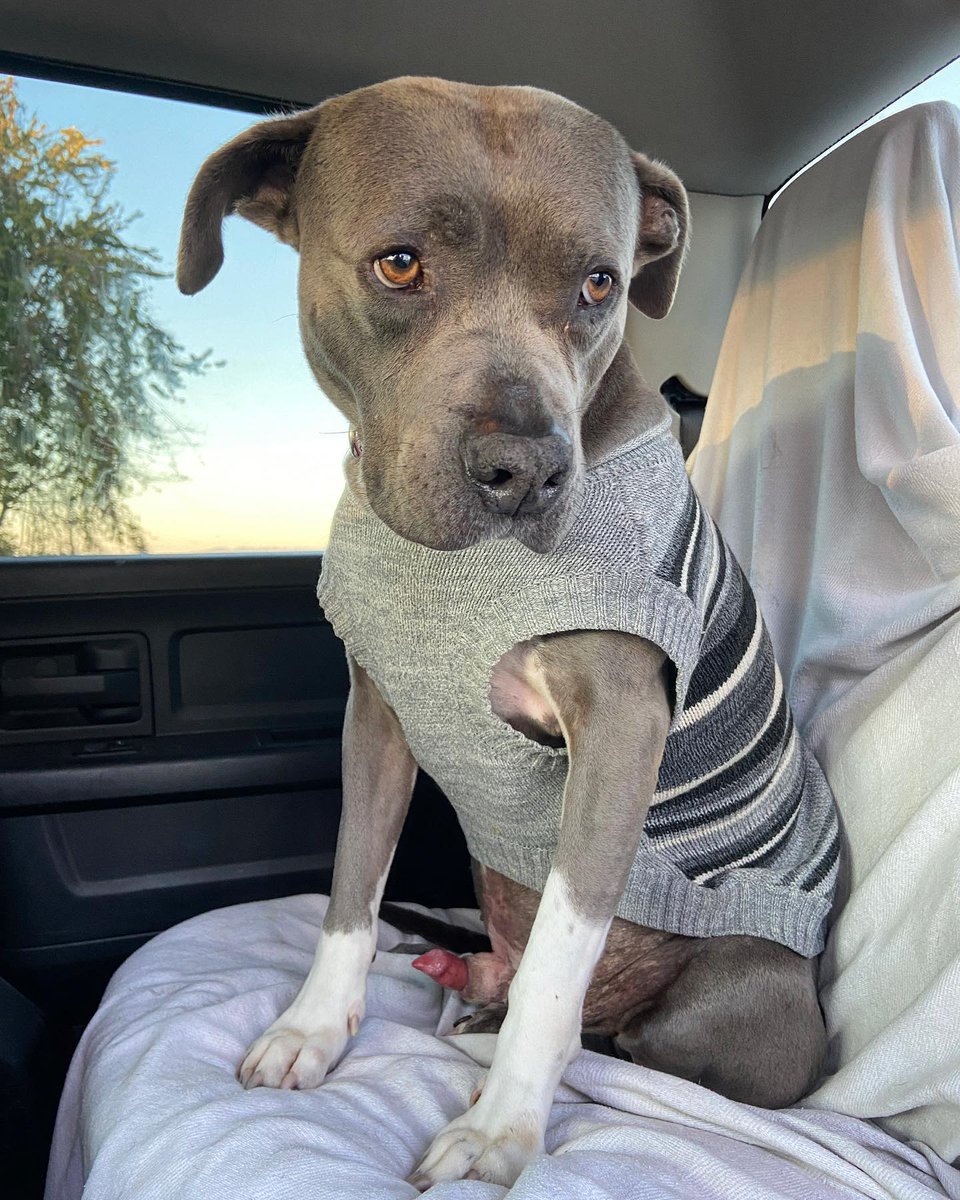 Bog the dog is way to excited to go fishing 🤣💄