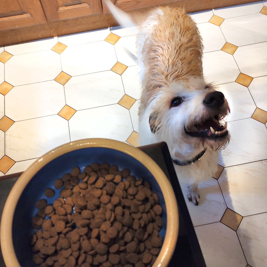 Sky the Lurcher smiling, excited for her Eden Original Cuisine kibble
Get yours here, up to 14% off RRP 
jurassicbark-online.co.uk/collections/sa…