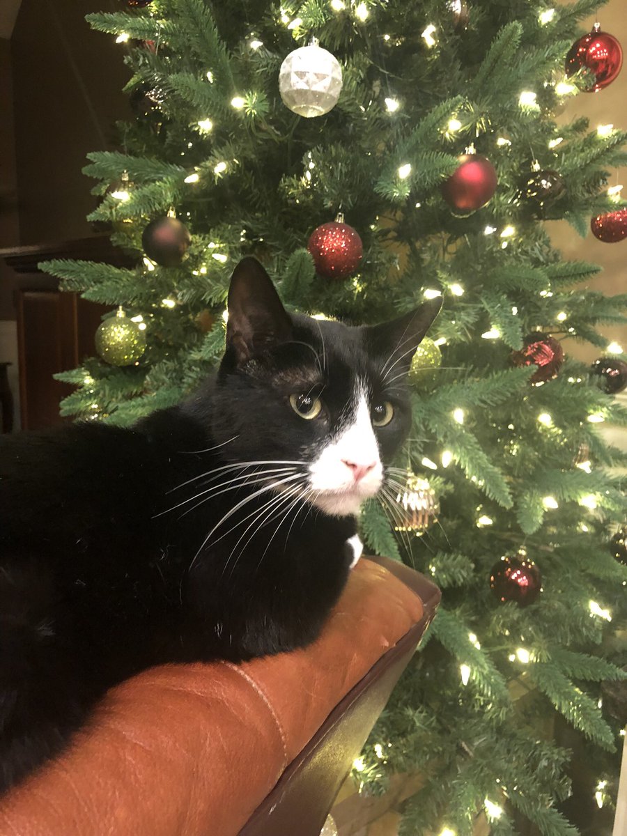SuzanneMWinslow's tweet photo. Minding his own business 🐾 #rescuecat #sonscat #houseguest https://t.co/VQbY7ykjVf
