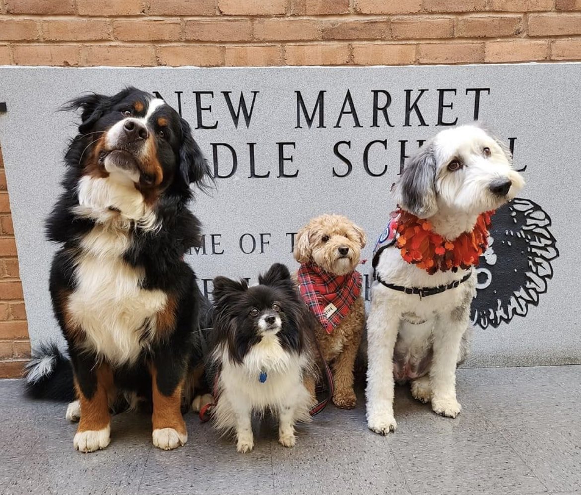 GoTeamTherapyDogs tweet media