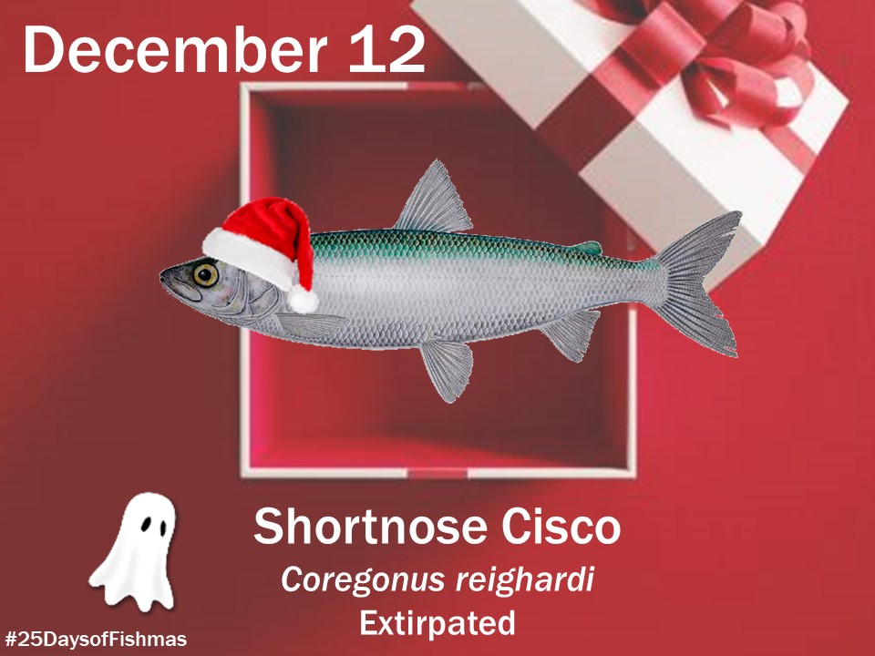 Katie O'Reilly on X: The shortnose cisco is one of a bunch of  similar-looking (and taxonomically headache-inducing) whitefish species  collectively called “Cisco. These members of the salmon (Salmonidae)  family were historically common