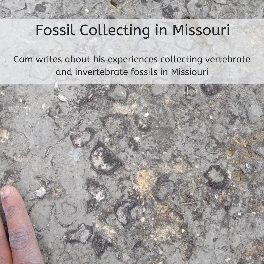 TimeScavengers's tweet image. In this #FieldExcursion, Cam details his #fossil collecting trip from this past summer in Missouri! Read Cam's full post here: wp.me/p8kpy9-6sB
