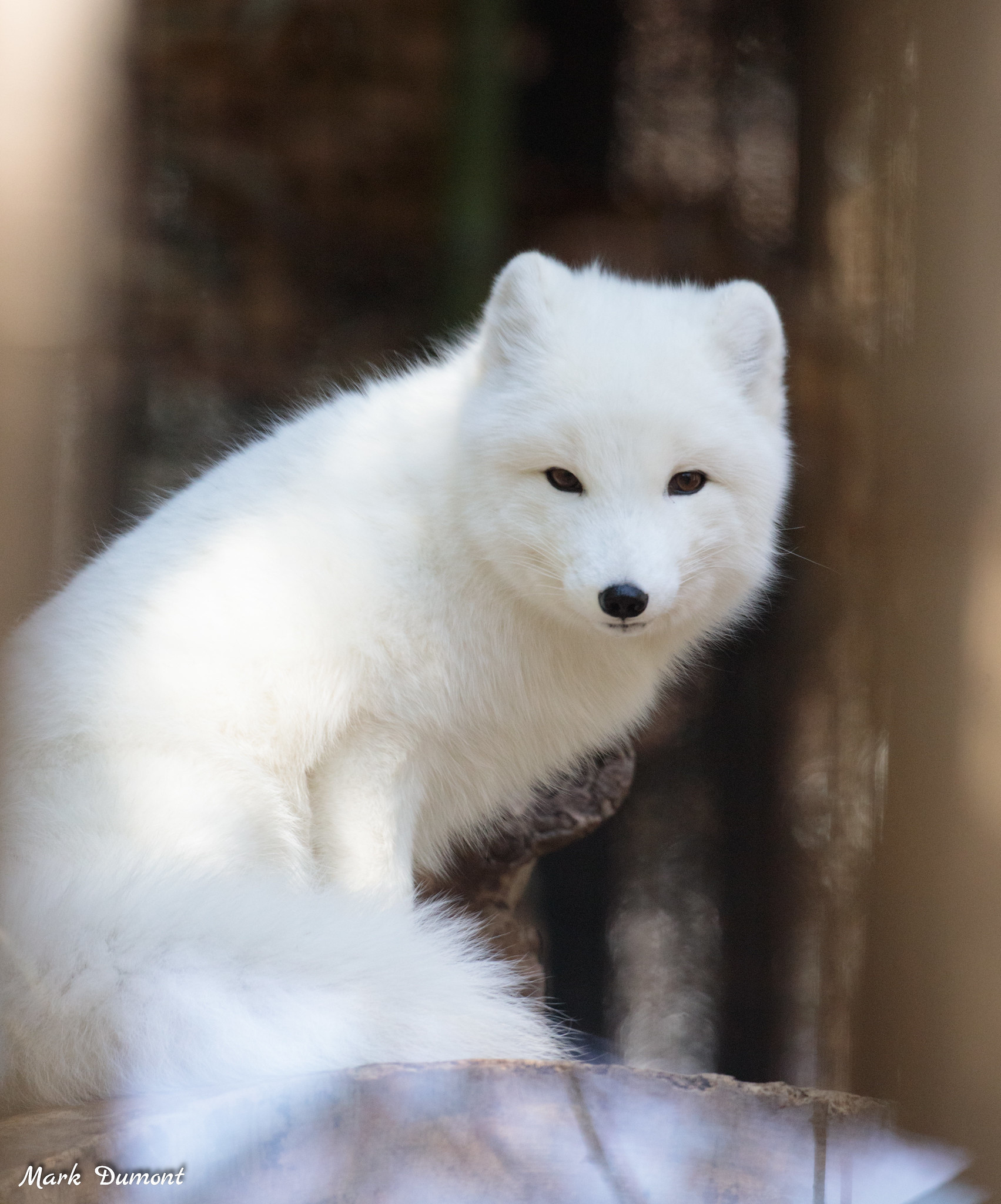 Cincinnati Zoo on X Sly the Arctic fox The Arctic fox trades in its lighter brown coat in summer for a dense white winter fur for winter https t 1q2QkCej8I X