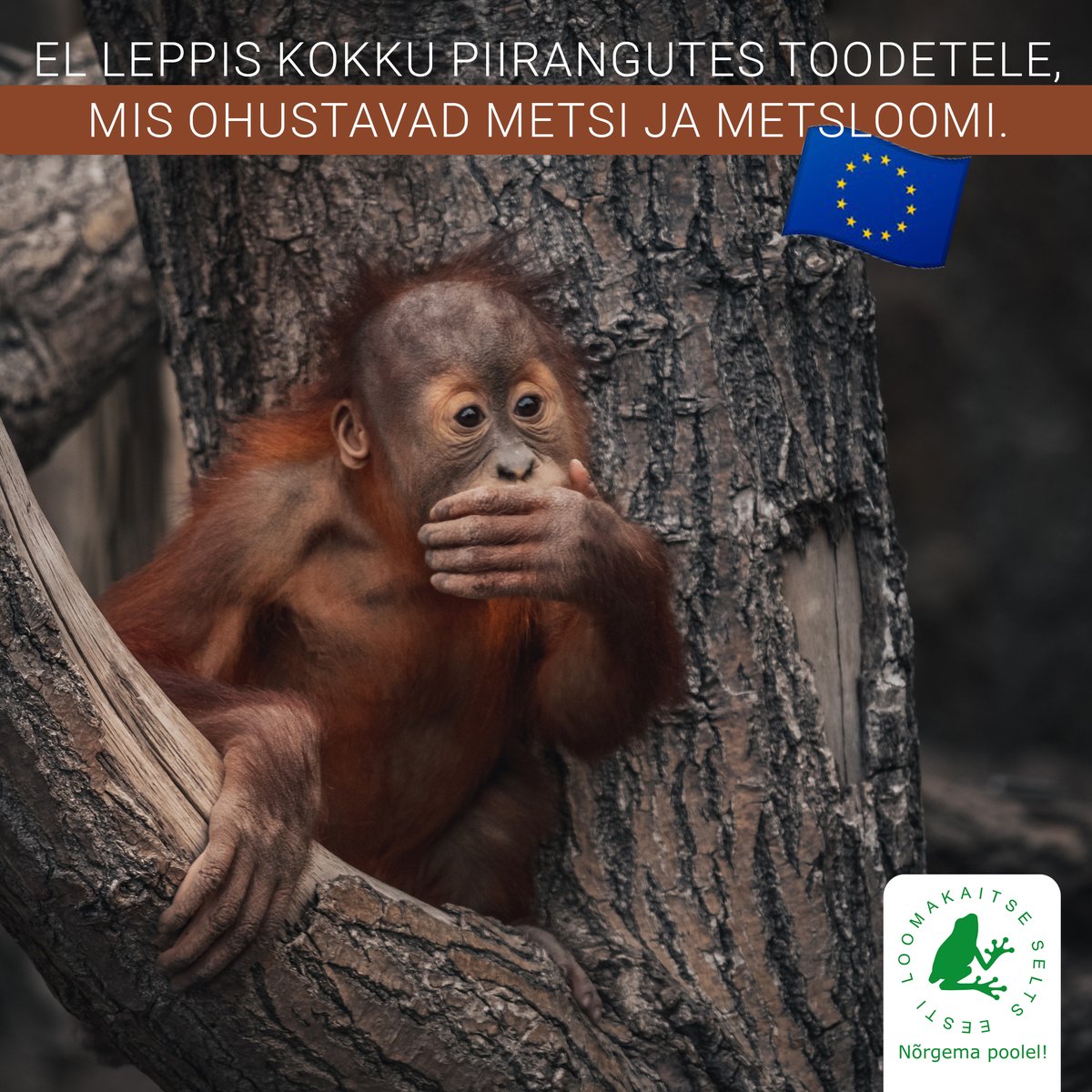 Esialgse kokkuleppega kehtestatakse hoolsuskohustuse normid kõigile ettevõtjatele ja kauplejatele, kes lasevad turule, teevad turul kättesaadavaks või ekspordivad ELi turult järgmisi kaupu: palmiõli, veiseliha, puit, kohv, kakao, soja.