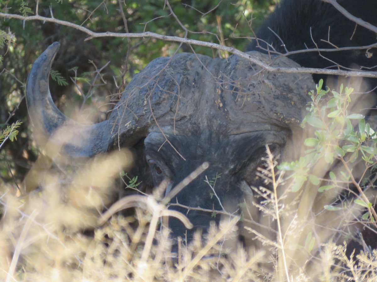 Think about how a ZimParks Wildlife Ranger goes about protecting Zimbabwe's wildlife this #FestiveSeason in the thick bush of the Zambezi Valley tashinga.org/supporting-ran… - join Tashinga Initiative in supporting their brave efforts.