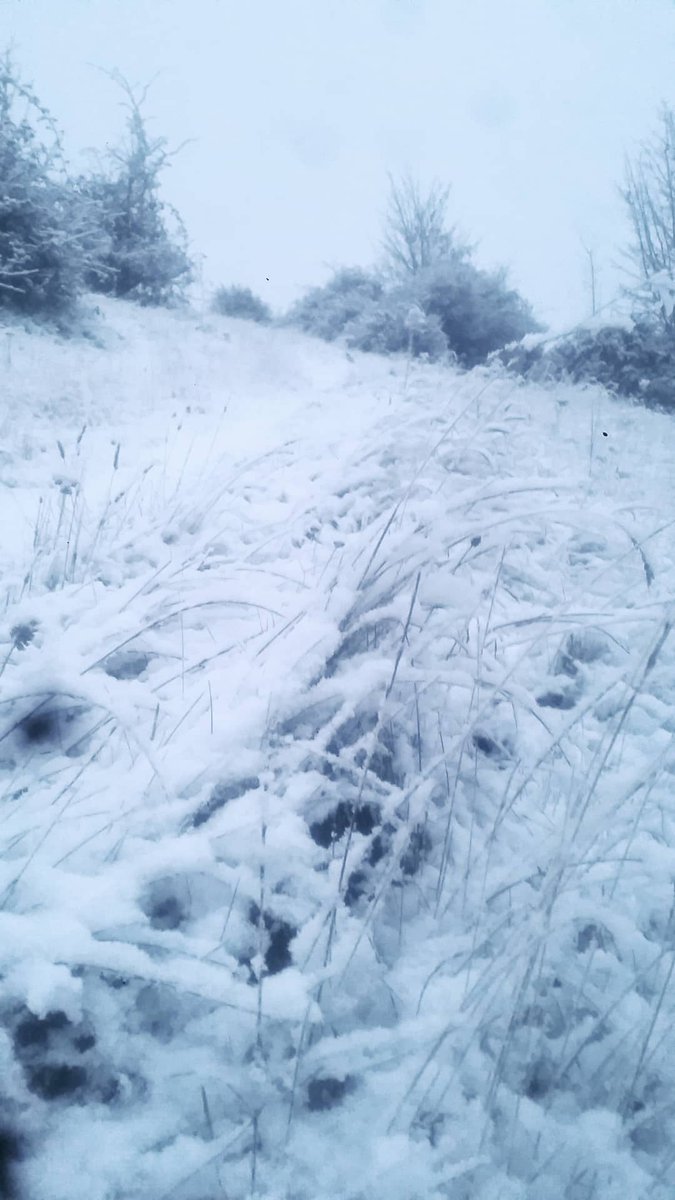 Jason__Reeve's tweet image. Bevendean Downs Snowfall - #Brighton #Bevendean @brightonargus