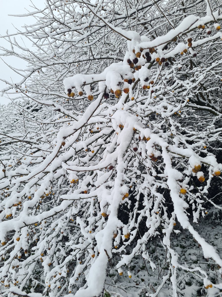 Toukie Mortimer tweet media