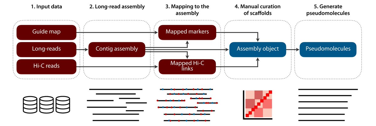 Want to assemble plant genomes? Try out TRITEX! 
With long reads, Hi-C reads and a guide map (or a reference genome) you can get chromosome-level assemblies for your favorite plant!

Check out the tutorial: tritexassembly.bitbucket.io
And the paper: plantmethods.biomedcentral.com/articles/10.11…
