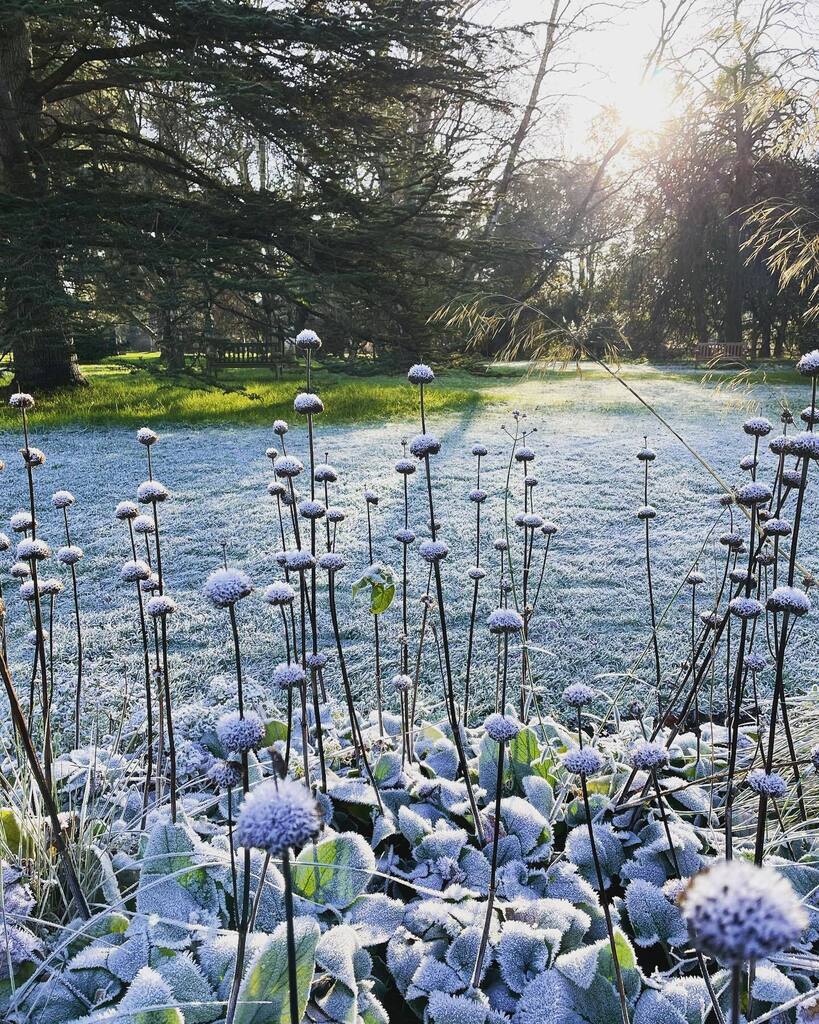 Frost + sunshine #natureshots #cambridge #botanical @cubotanicgarden #videoproduction #cambridgebusiness #winterwonderland #cambridgebotanicalgardens #twoflix instagr.am/p/CmEenx3I5tZ/