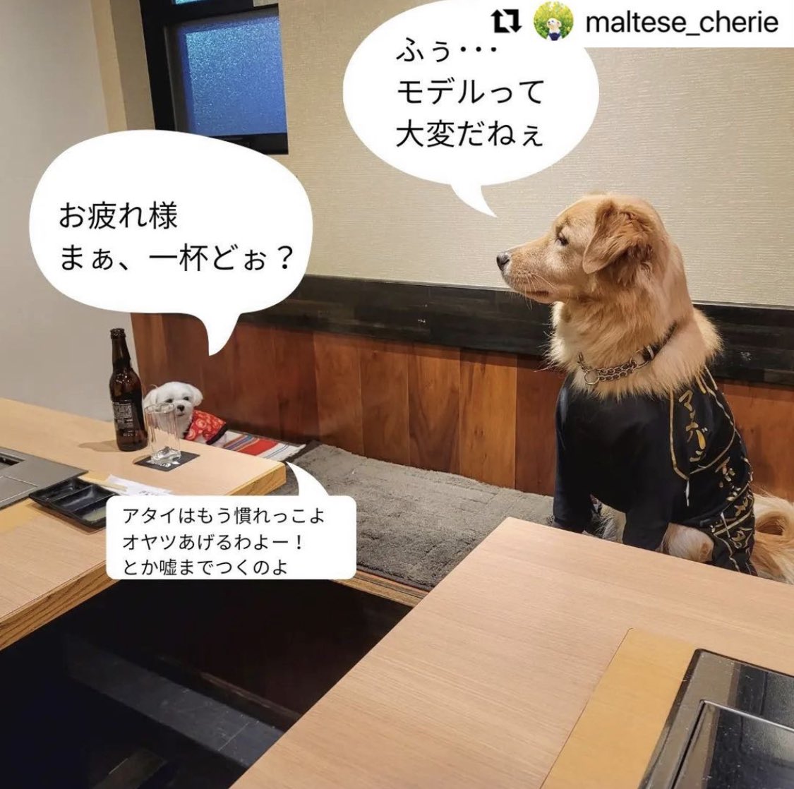 ご主人が作ったおせちを今日から予約販売受付中だよ🐾
お友達のシェリーさんがモデルになってくれて撮影したよ🐾
送料込みで5,500円のところ、このツイート見てDMから注文くれた犬様には飼い主様用和牛ローストビーフもつけちゃうよ🐾ご自身の愛犬にはもちろん、お友達の愛犬へのプレゼントにも最適🐾