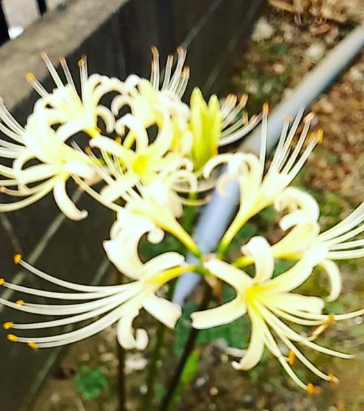 歐陽健勝 (@orthopaedicsur6) on Twitter photo 