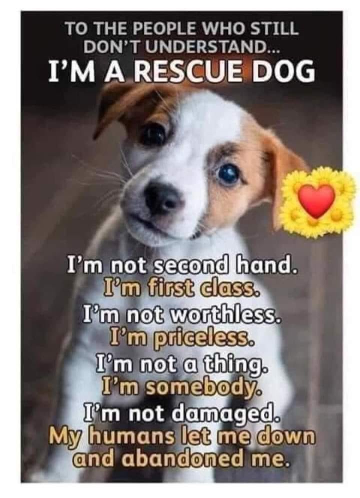 Pinched this but we love it ❤️❤️❤️
#Dog #AdoptDontShop https://t.co/vnLarbT4Fl