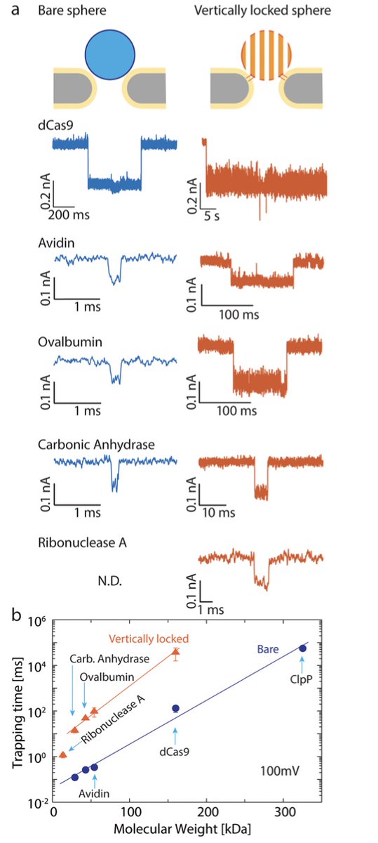 cees dekker - now at @ceesdekker.bsky.social (@cees_dekker) on Twitter photo Latest #CDlab paper online in <a href="/NanoLetters/">Nano Letters</a>: pubs.acs.org/doi/10.1021/ac…
1st author <a href="/chenyuwen_Nano/">Chenyu Wen</a> developed orientation-locked DNA origami for enhanced EOF and stable trapping of single small proteins in the NEOtrap
The work is a great collaboration between @sciSonja and our lab! Latest #CDlab paper online in <a href="/NanoLetters/">Nano Letters</a>: pubs.acs.org/doi/10.1021/ac…
1st author <a href="/chenyuwen_Nano/">Chenyu Wen</a> developed orientation-locked DNA origami for enhanced EOF and stable trapping of single small proteins in the NEOtrap
The work is a great collaboration between @sciSonja and our lab!
