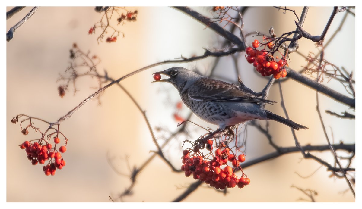 Fieldfares by the hunner at Linksview House in Leith, while berries last.
#fieldfare #turduspilaris #leith