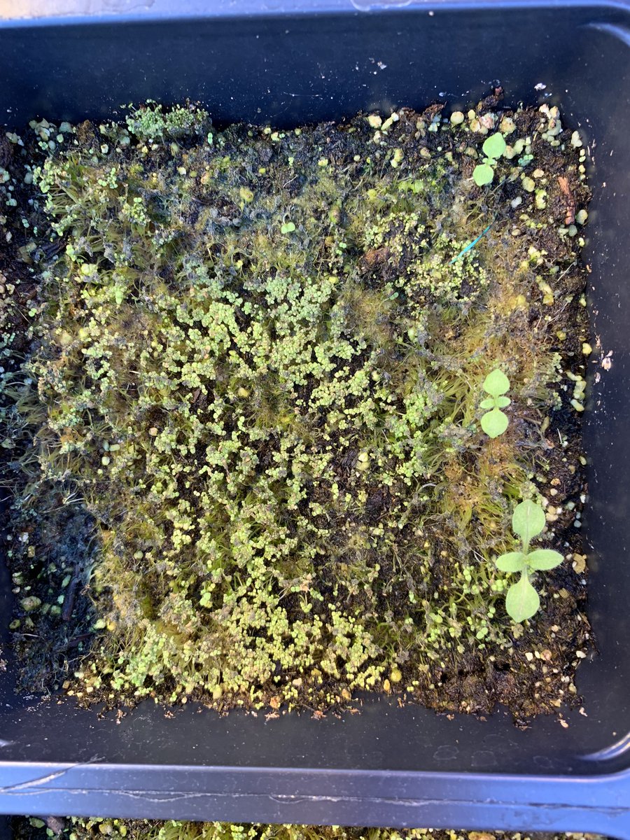 A week has past and here are some of my transgenic seedlings thriving among their dying/dead siblings! 3 constructs, 9 plants transformed, so far >80 lines and counting. Pretty good support for #mimuluspropaganda!