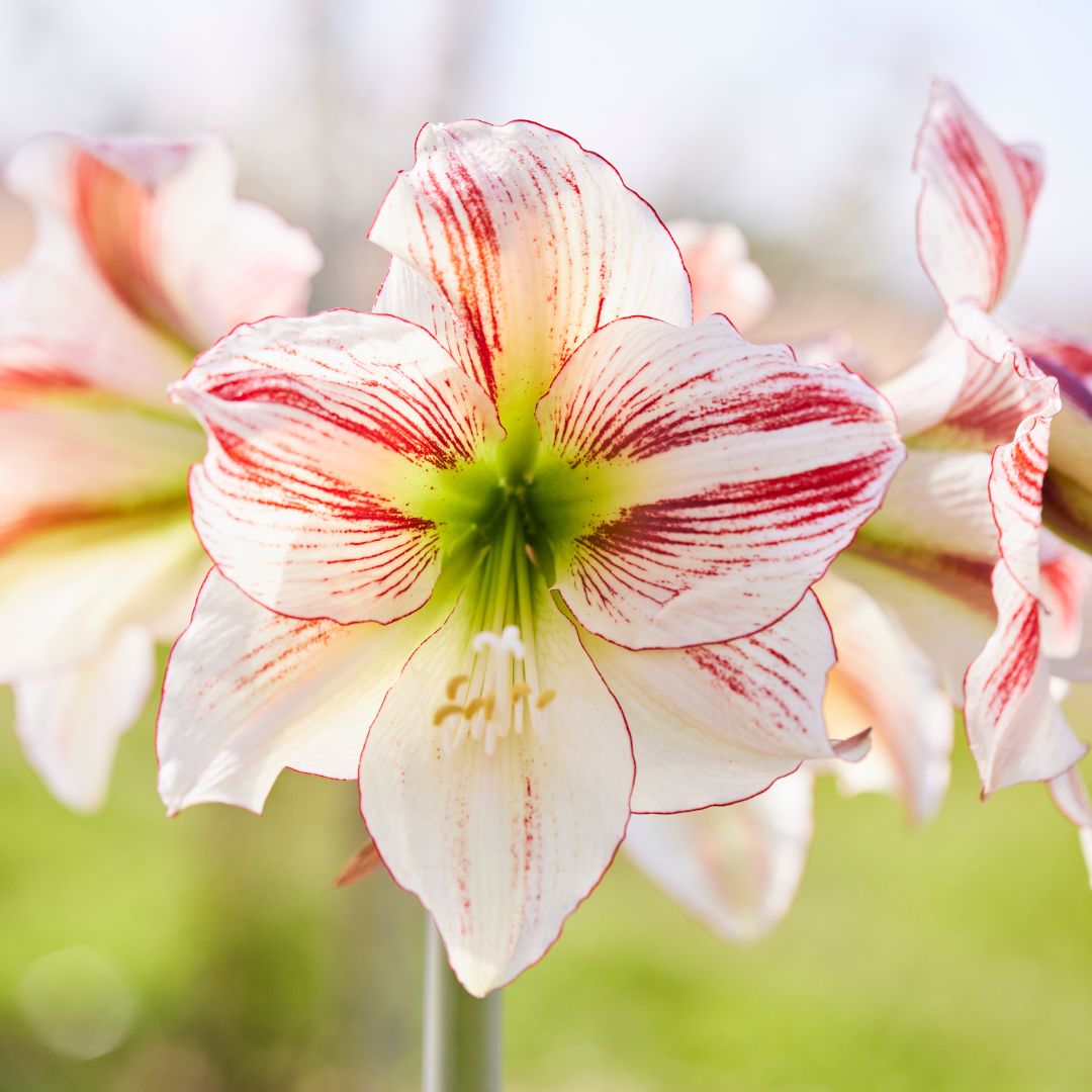 New for Winter 2023: Ambiance is a great example of the wonderful new varieties being introduced by today's amaryllis breeders. Its flowers are a work of art, with exquisite brushstrokes of red decorating each petal. A lime green center adds freshness.