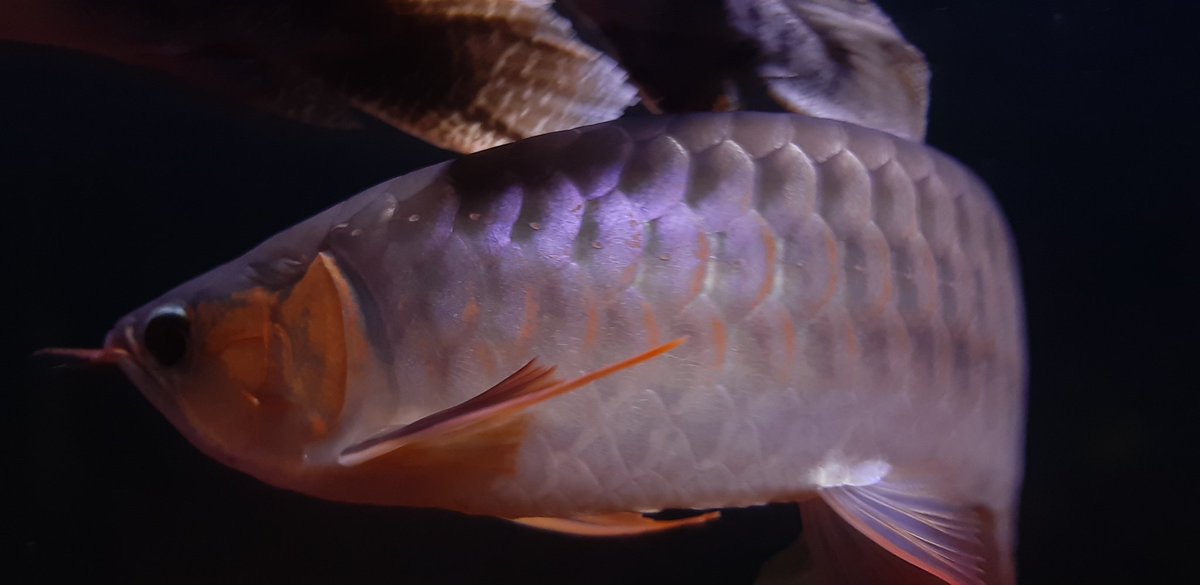 ポリプテルス Twitter Search Twitter