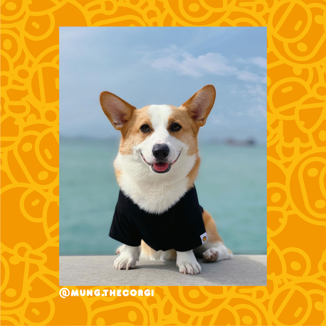 Tamacorgi tweet media