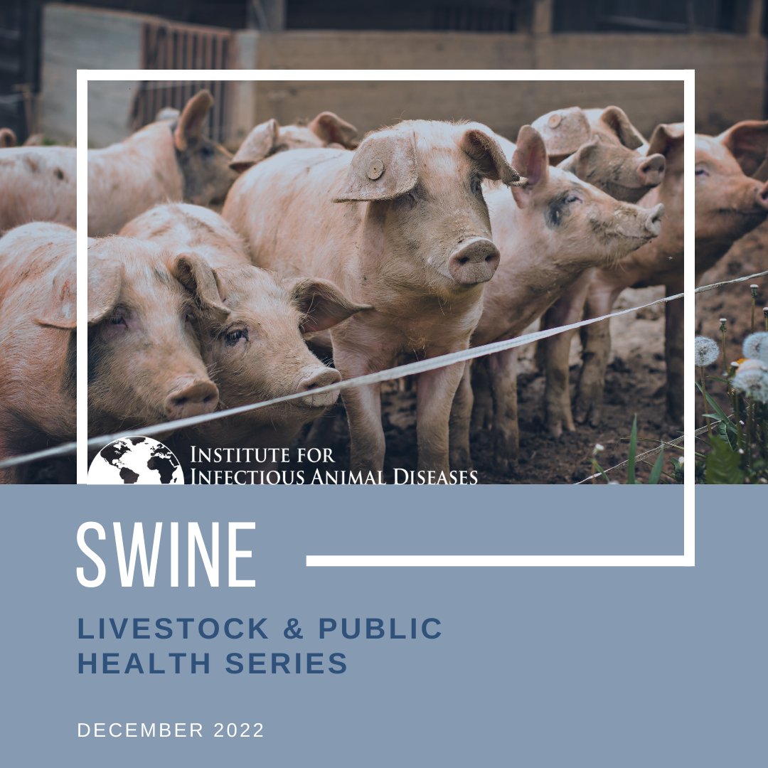 IIADAgriLife's tweet photo. #meatmonday
This week is all about swine🐷⛑️

Learn about U.S. guidelines for the consumption of pork &amp; the precautions taken to provide a safe &amp; nutritious product to consumers🍽️

#tamu #publichealth #animalhealth #veterinarian #vetmedicine #pork #swine #porkindustry #foodsafety https://t.co/NDSBLZnXjJ