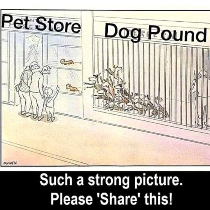 🇨🇦 🇩🇪🇨🇭 Bridget (@birgee) on Twitter photo 