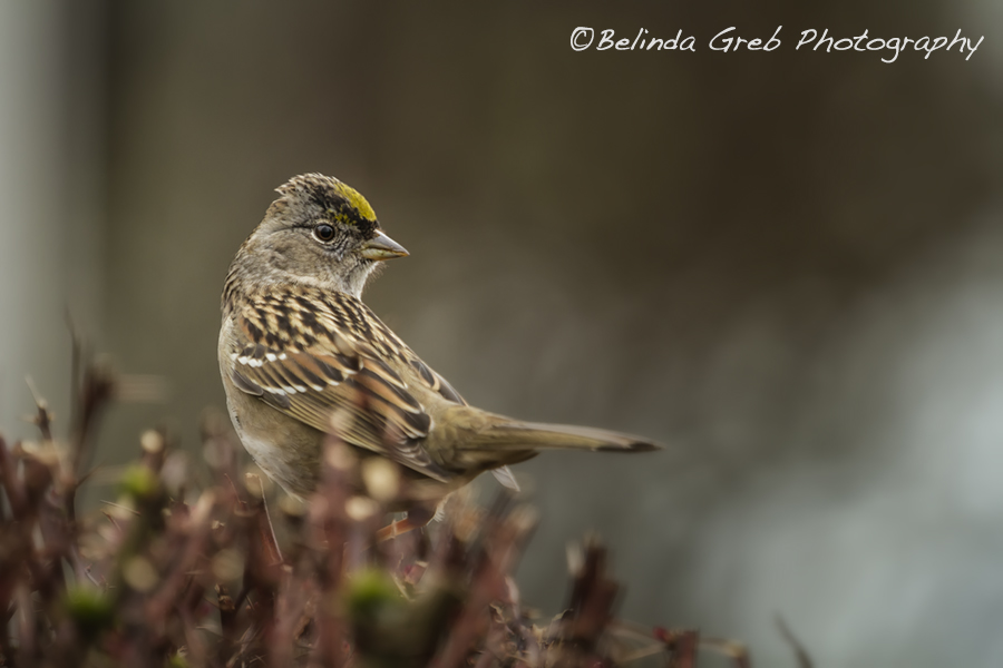 BelindaGreb's tweet image. Size of the crown patch on this sparrow determines ranking- unfair! belinda-greb.pixels.com/featured/golde…   Belinda Greb Photography
#naturephotography