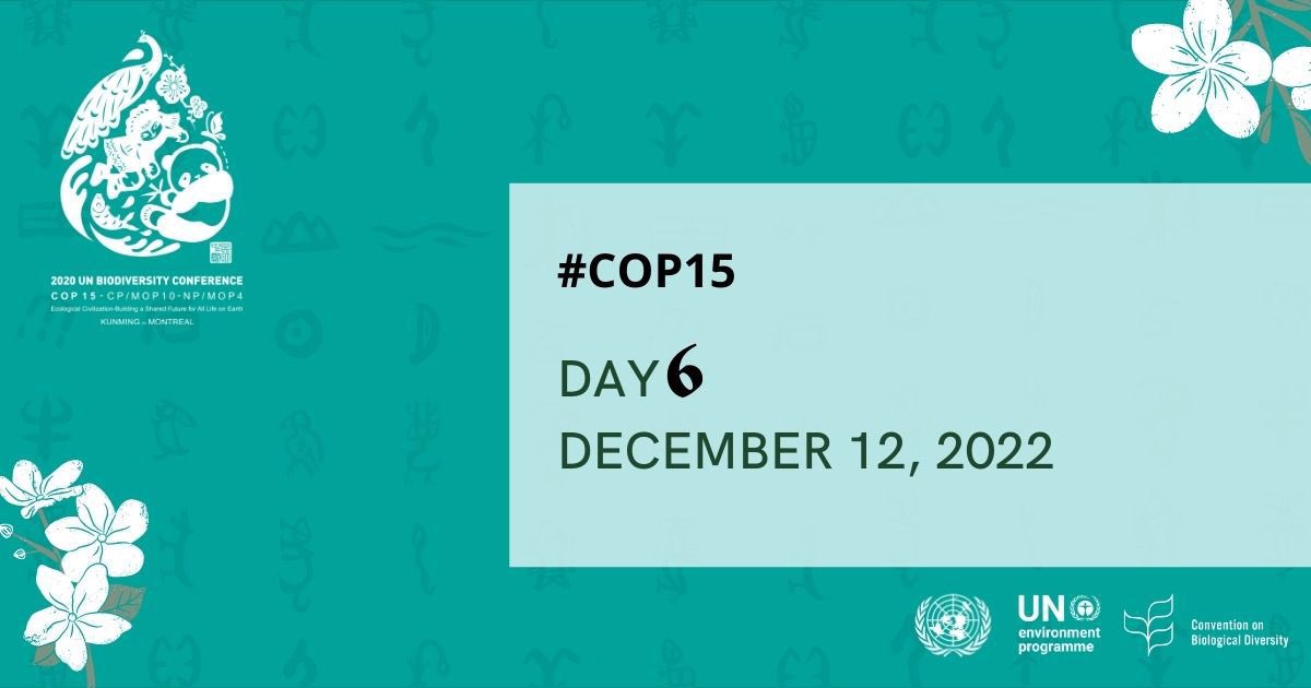 CBD_COP15's tweet photo. #COP15 December 12, 2022 

On today's agenda 📔

#NatureandCultureSummit Day 2
Parallel Events
Meetings at the China Pavilion
Contact Group Meetings 
Side Events

and more…

For latest updates follow: https://t.co/tH747iLRLT https://t.co/nHwDZ7xBm5