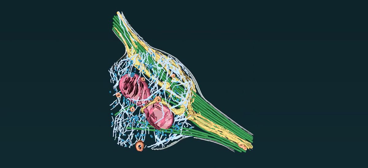 Cellular #CryoElectronTomography visualizes how nerve cells branch, a key process in brain network formation. Our #ImageOfTheWeek comes from Dr. Mizuno of @nih_nhlbi Structural #CellBiology lab. This is a cross-section of a mature nerve cell branch: bit.ly/3gViLq0