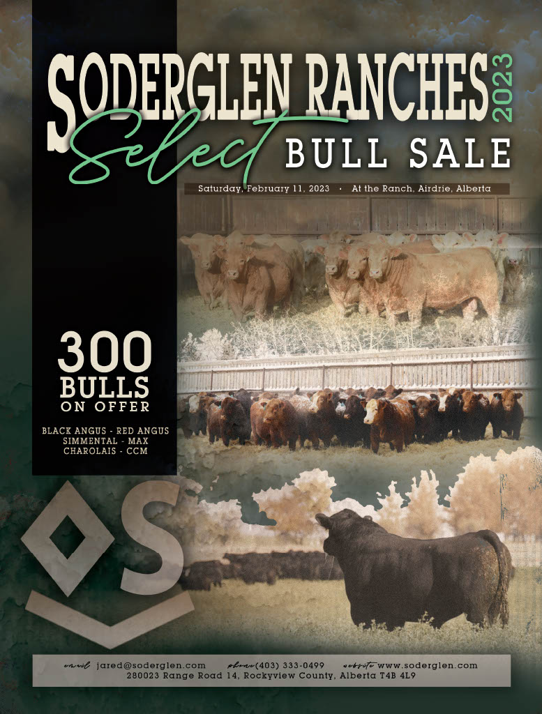 Mark you calendars February 11th, 2023 is our Select Bull Sale. At the Ranch, Airdrie, Alberta.
Questions: 
email: jared@soderglen.com
call: (403)333-0499
website: soderglen.com
Black Angus, Red Angus, Simmental, Max, Charolais, CCM.