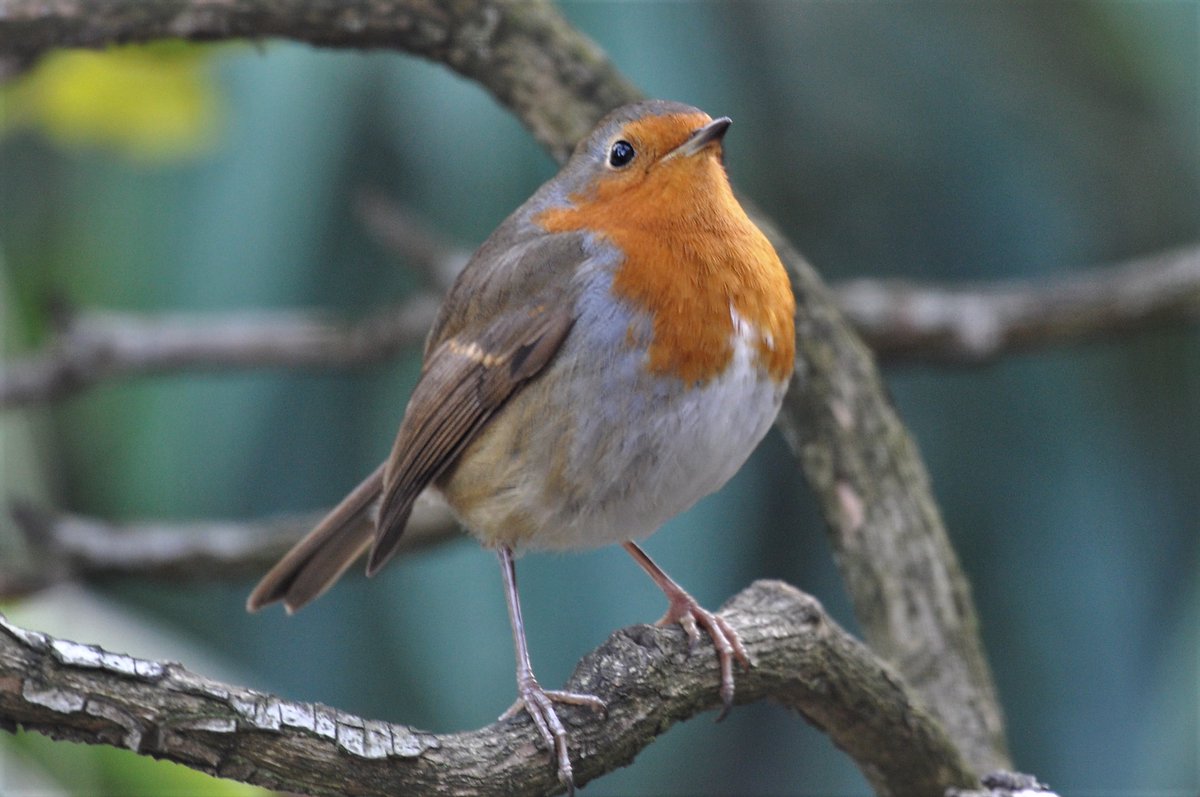 emyr_wyn's tweet photo. It's beginning to look like #Christmas in our #Doncaster garden.
🏴Mae'n dechrau teimlo fel tymor y Nadolig yn ein gardd yma yn Swydd Efrog.
#Robin #Mistletoe #Holly #Berries
#Nadolig #Uchelwydd #Celyn #Aeron https://t.co/145oLNubco