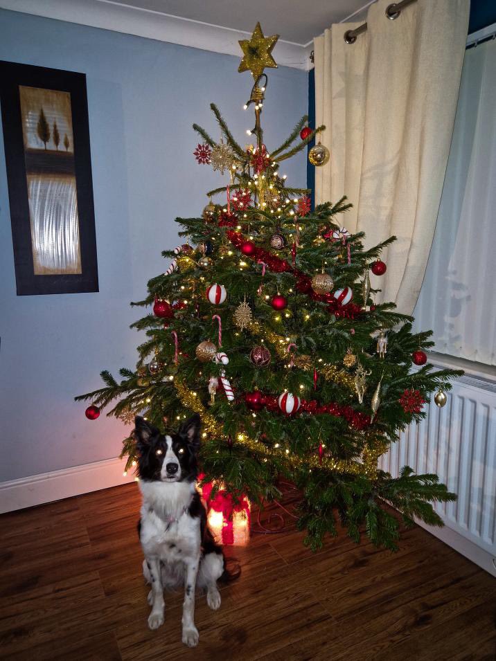 Can’t stop, won’t stop.
Connie & her Christmas Tree #FeelingFestive #BorderCollie 
@BCTGB