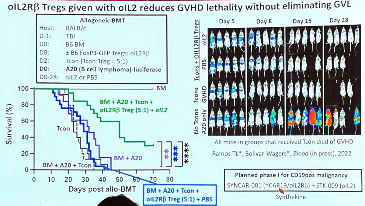 Blazar delivering his ED Thomas lecture  at #ASH22 is a masterful description of scientific rigour, advancing knowledge and persistence in the face of failure to improve overall clinical outcomes. So far. #GVHD versus #GVL remains a challenge.