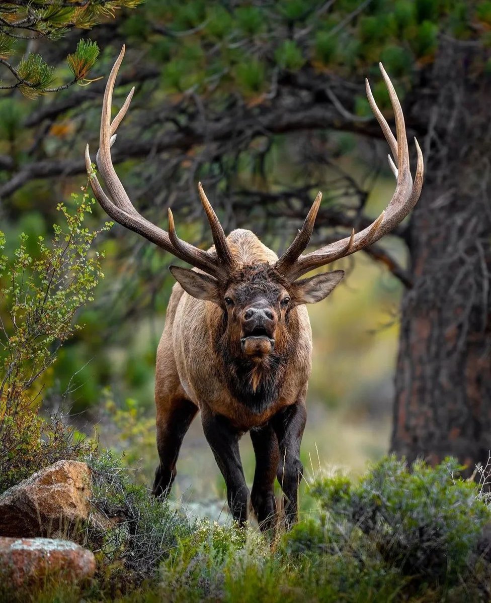 JenniferMLogan1's tweet photo. LOVE IT..???
🏹
🦌
🏹
#hunting
#HuntingEvil
#HunterBiden
#huntingwine https://t.co/cTOJObBW6h