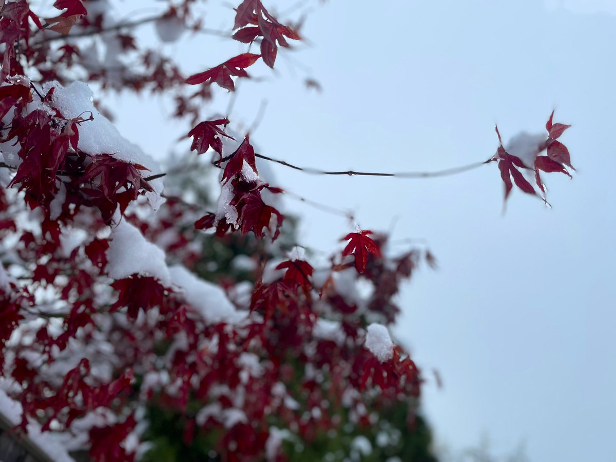 Art_bchs's tweet photo. Hope everyone has enjoyed the snow, check out some excellent snowy day photography taken today by our talented students.#LoveArt #LoveBCHS #LifeAtOsborne 🌨❄️🍃 https://t.co/AFluEdOnwG
