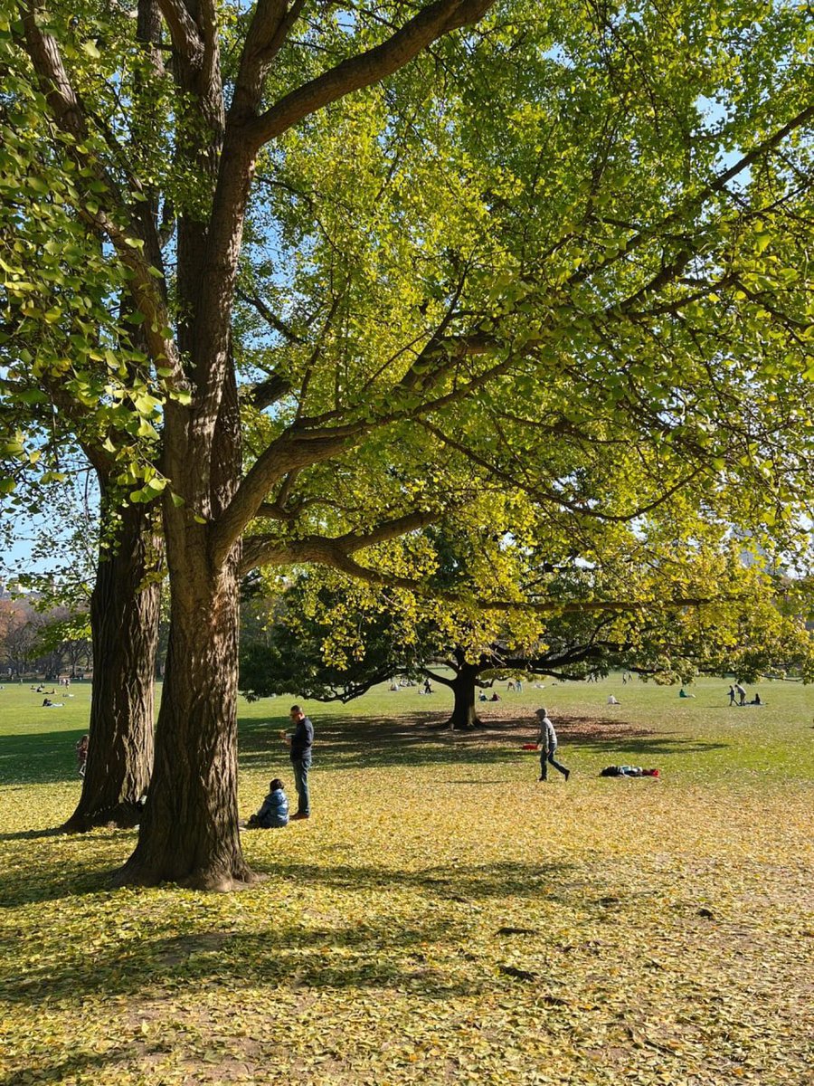 The back garden of New York, the lungs of Manhattan🏞💫