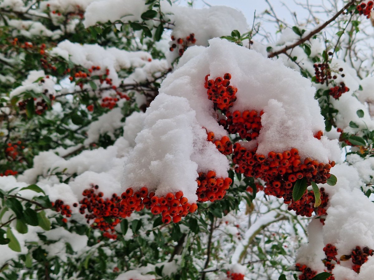 imaginaryMina's tweet image. #firethorn #berries #outdoors #hertfordshire #herts #winter #winterwalks #wintervibes #nature #natur #landscape #landscapephotograpy #england #uk #natureinherts #photography #naturfotografie #naturephotograpy #snow #schnee #stevenage