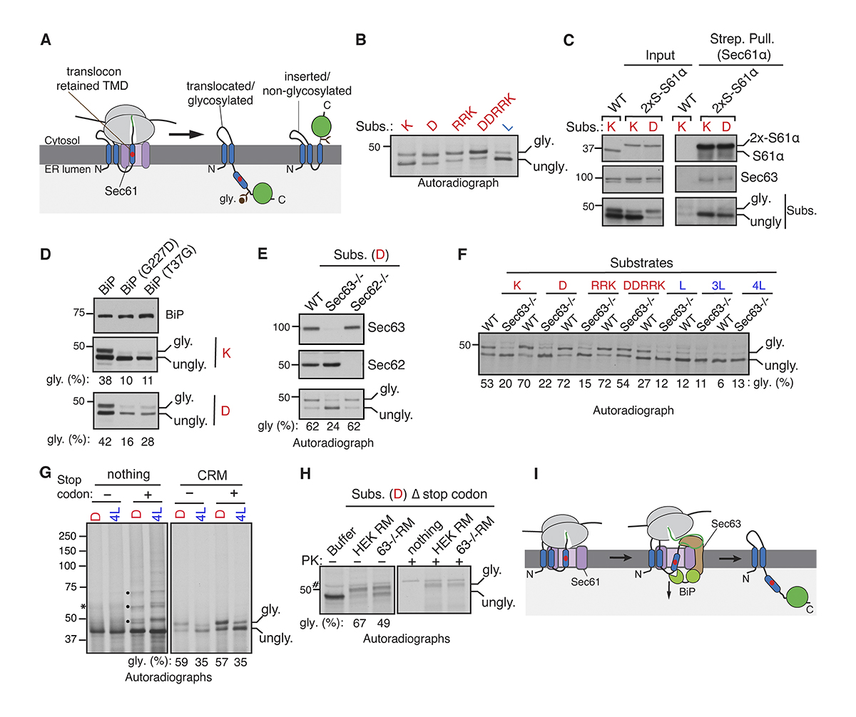 Signal sequences encode information for protein folding in the endoplasmic reticulum, say Sha Sun, Xia Li, and Malaiyalam Mariappan @MariappanLab @yalewestcampus @YaleCellBio: bit.ly/3ukxOfV 

#ProteinHomeostasis #Biochemistry