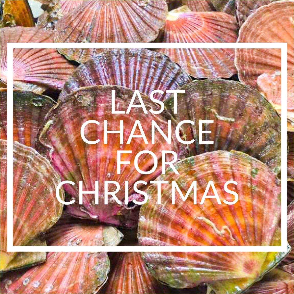 Please note that all web-orders must be in by the 14th December (that’s this Wednesday!) to guarantee delivery on our last day of domestic dispatch, the 22nd. 
🎄🦞