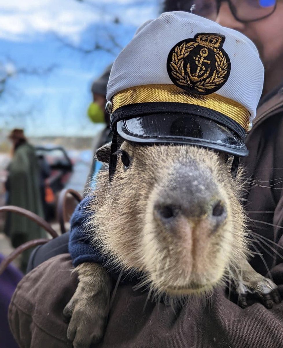 CAPYBARA MAN tweet media