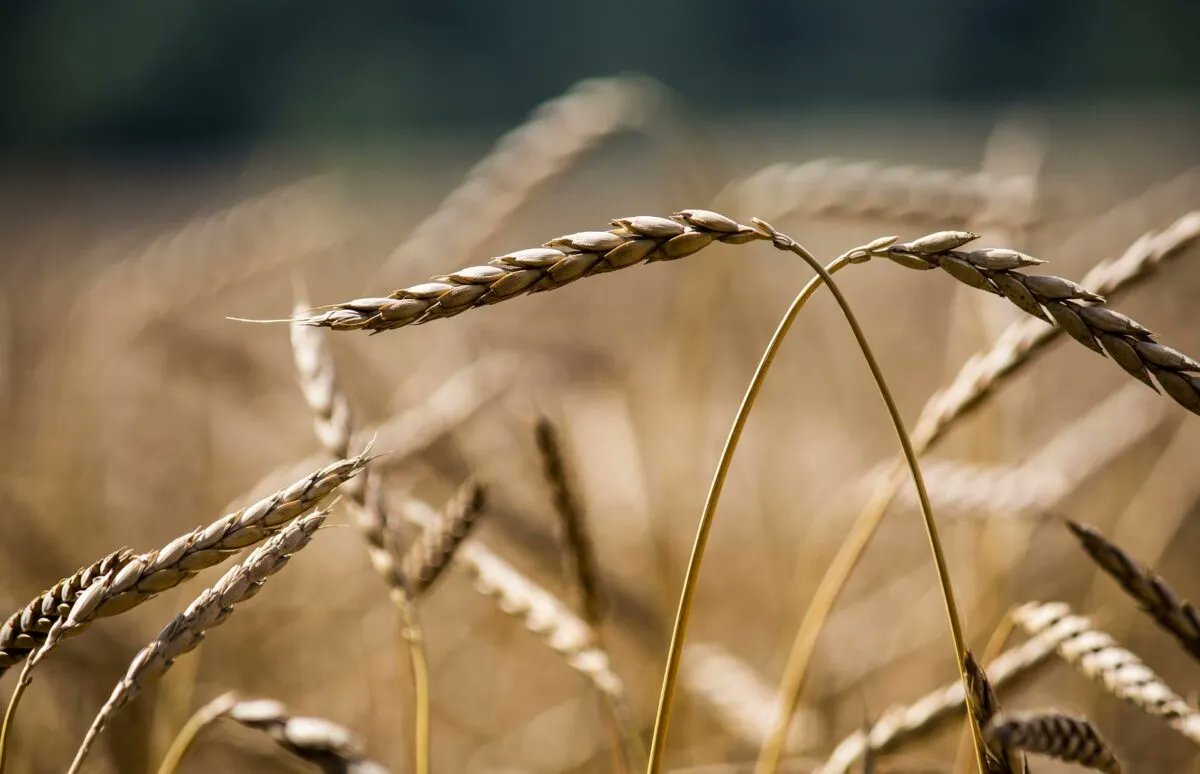 Organic co-op surrenders #grain dealer license in South Dakota buff.ly/3YaYUUn
