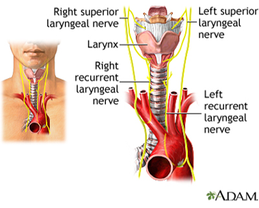 TheAAES's tweet photo. Permanent voice change is rare after surgery for Graves' disease, occurring in less than 1% of the cases when performed by experienced surgeons.
#GravesDiseaseAwarenessMonth #GravesDisease #GDAM2022
@GDATF @AmThyroidAssn @TheAACE https://t.co/H2Sa0RodM5